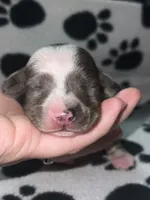 Isabella Dapple Piebald Girl , a female Miniature Dachshund for sale in Lakeland, FL – 6 of 6
