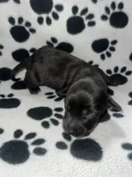 Black Dapple Boy , a male Miniature Dachshund for sale in Lakeland, FL – 2 of 6