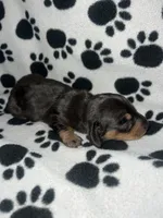 Black & Tan Dappled Girl , a female Miniature Dachshund for sale in Lakeland, FL – 4 of 6