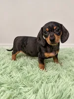 Black & Tan Dappled Girl , a female Miniature Dachshund for sale in Lakeland, FL – 8 of 10