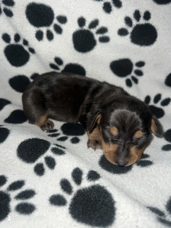 Black & Tan Dappled Girl  – Miniature Dachshund puppy for sale in Lakeland, FL