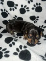 Black & Tan Dappled Girl , a female Miniature Dachshund for sale in Lakeland, FL – 1 of 6