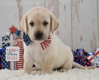 Frankie, a male Labrador Retriever for sale in Downing, MO – 1 of 9