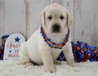Faith , a female Labrador Retriever for sale in Downing, MO – 7 of 8