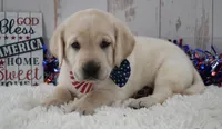 Finn, a male Labrador Retriever for sale in Downing, MO – 8 of 8