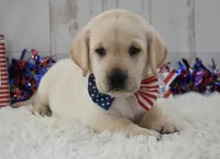 Frankie, a male Labrador Retriever for sale in Downing, MO – 9 of 9
