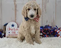 Lola, a female Goldendoodle for sale in Downing, MO – 3 of 7