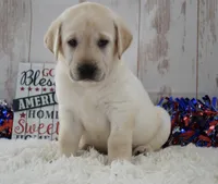 Fletch, a male Labrador Retriever for sale in Downing, MO – 1 of 8