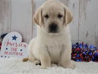 Fido, a male Labrador Retriever for sale in Downing, MO – 4 of 8