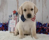 Frankie, a male Labrador Retriever for sale in Downing, MO – 2 of 9