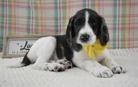 Abbey, a female Labradoodle for sale in Downing, MO – 7 of 9