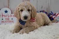 Lola, a female Goldendoodle for sale in Downing, MO – 7 of 7