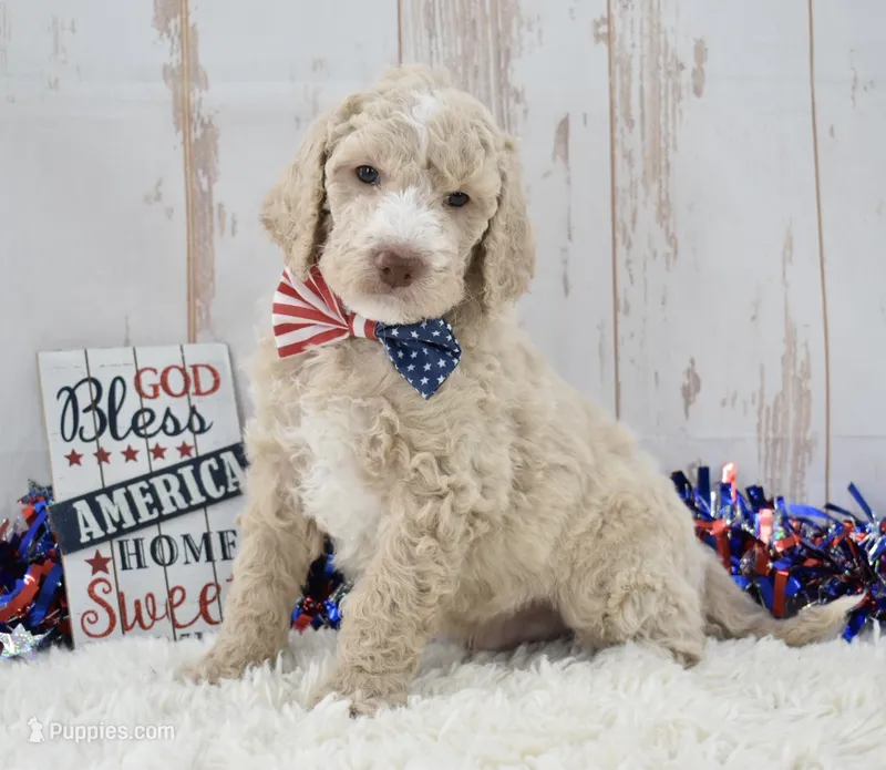 Lenny – Goldendoodle puppy for sale in Downing, MO