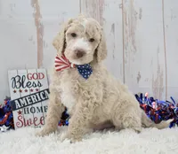 Lenny, a male Goldendoodle for sale in Downing, MO – 1 of 8