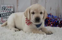 Finn, a male Labrador Retriever for sale in Downing, MO – 3 of 8