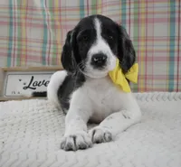 Abbey, a female Labradoodle for sale in Downing, MO – 6 of 9