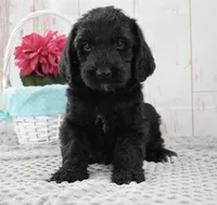 Annie, a female Labradoodle for sale in Downing, MO – 5 of 8