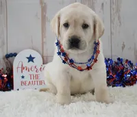 Faith , a female Labrador Retriever for sale in Downing, MO – 8 of 8