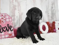 Kenna, a female Labrador Retriever for sale in Downing, MO – Photo 5 of 7