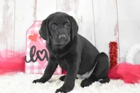 Kenna, a female Labrador Retriever for sale in Downing, MO – Photo 2 of 7