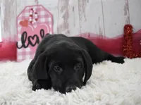Kenna, a female Labrador Retriever for sale in Downing, MO – Photo 3 of 7