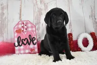 Kenna, a female Labrador Retriever for sale in Downing, MO – Photo 6 of 7