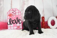 Kenna, a female Labrador Retriever for sale in Downing, MO – Photo 4 of 7
