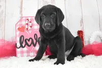Kenna, a female Labrador Retriever for sale in Downing, MO – Photo 7 of 7
