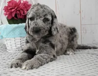 Allie, a female Labradoodle for sale in Downing, MO – 4 of 9