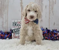 Lenny, a male Goldendoodle for sale in Downing, MO – 8 of 8