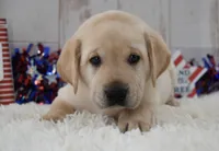 Flint, a male Labrador Retriever for sale in Downing, MO – 3 of 8
