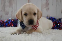 Frankie, a male Labrador Retriever for sale in Downing, MO – 5 of 9