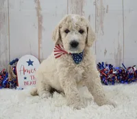 Liam, a male Goldendoodle for sale in Downing, MO – 2 of 8