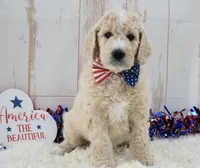 Liam, a male Goldendoodle for sale in Downing, MO – 7 of 8