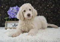 Daisy, a female Goldendoodle for sale in Downing, MO – 3 of 7