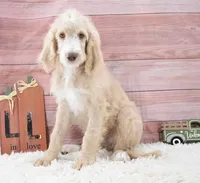 Dante, a male Goldendoodle for sale in Downing, MO – 7 of 8