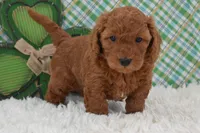 Dixie, a female Miniature Labradoodle for sale in Downing, MO – Photo 8 of 8