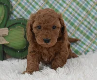 Dixie, a female Miniature Labradoodle for sale in Downing, MO – Photo 1 of 8