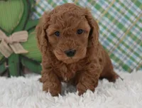 Dixie, a female Miniature Labradoodle for sale in Downing, MO – Photo 4 of 8