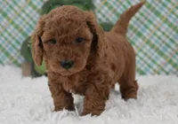 Dixie, a female Miniature Labradoodle for sale in Downing, MO – Photo 2 of 8