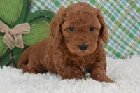 Dixie, a female Miniature Labradoodle for sale in Downing, MO – Photo 6 of 8