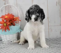 Ava, a female Labradoodle for sale in Downing, MO – 4 of 8