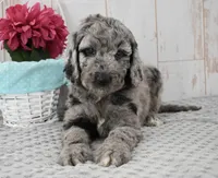 Allie, a female Labradoodle for sale in Downing, MO – 6 of 9