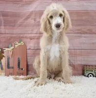 Dante, a male Goldendoodle for sale in Downing, MO – 1 of 8