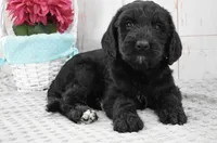 Annie, a female Labradoodle for sale in Downing, MO – 4 of 8