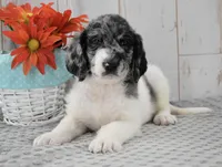 Ava, a female Labradoodle for sale in Downing, MO – 5 of 8
