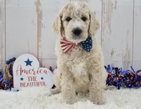 Liam, a male Goldendoodle for sale in Downing, MO – 6 of 8