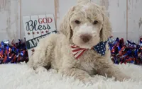 Lenny, a male Goldendoodle for sale in Downing, MO – 7 of 8