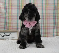 Aurora , a female Labradoodle for sale in Downing, MO – 3 of 8