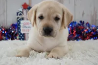 Frida, a female Labrador Retriever for sale in Downing, MO – 5 of 8